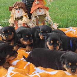 Girl 2 - Black and mahogany female Rottweiler puppy in De Witt, Iowa from Irish Eyes Kennels