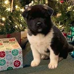 Zeus - Akita puppy in South Whitley, Indiana from BleuMoon Akitas