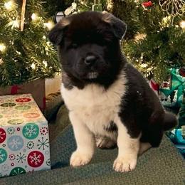 Zeus - Akita puppy in South Whitley, Indiana from BleuMoon Akitas