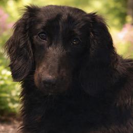 Maple - Dachshund