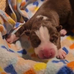 Casey - Red and white male Siberian Husky puppy in Spring Hill, Florida from Whitmore Wolfpack LLC