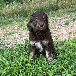 Fury - Red phantom male Aussiedoodle puppy in Springfield, Missouri from Aspen River Doodles