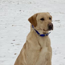 Labrador Retrievers from Blueblood British Gundogs