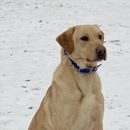 Labrador Retrievers from Blueblood British Gundogs
