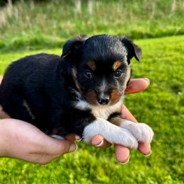Espresso - Black tri female Miniature Australian Shepherd puppy in Mount Carmel, Tennessee from Hill Top Mini Aussies