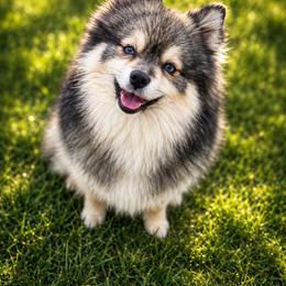 Dunkin - Pomsky