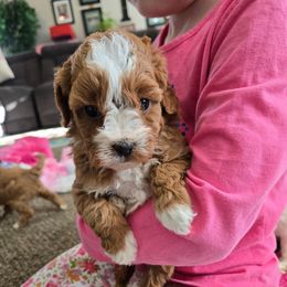 Dasher - Red male Cavapoo puppy in Blackfoot, Idaho from Rocky Desert Goldens and Cavaliers