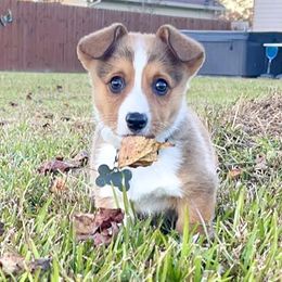 Pembroke Welsh Corgi Puppies from Haggard Family Corgis