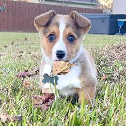 Pembroke Welsh Corgi Puppies from Haggard Family Corgis