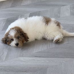 Puerto Rico - Red merle male Aussiedoodle puppy in North Royalton, Ohio from Johnson's Doodles