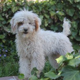 Goldendoodle and Poodle Puppies from Bells Doodles n Poodles