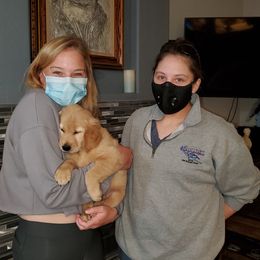 Golden Retriever Puppies from Nutmeg's Golden Puppy Dog