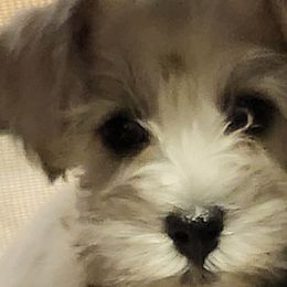 Spike - Schnoodle puppy from Smart Schnauzers & Schnoodles