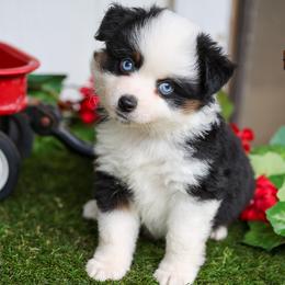 Nova - Black tri male Toy Australian Shepherd puppy in Granbury, Texas from Best Little Aussies