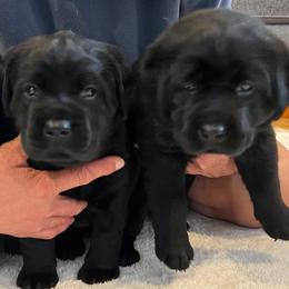 Labrador Retrievers from Flowing River Retrievers