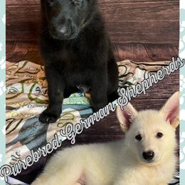 German Shepherd Puppies from Pocono GSD