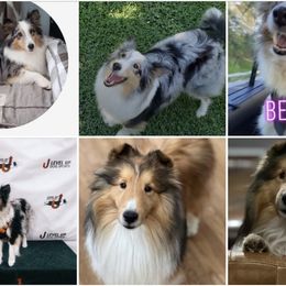 Shetland Sheepdog puppies from Sweet Willow Shelties