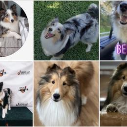 Shetland Sheepdog puppies from Sweet Willow Shelties