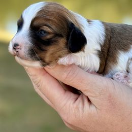 Victoria - Tri-color female Cavapoo puppy in Newville, Alabama from Southeast cavapoos