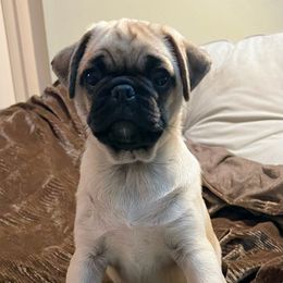 Pug Puppies from Pugs Puppies 🐶