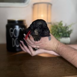 Ian - Black and tan male German Shepherd puppy in Florida from Best Shepherds