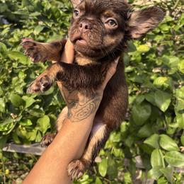 Tigre - Tricolors male French Bulldog puppy in Los Angeles, California from westsidefrenchies