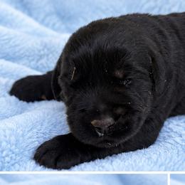 Boy 1 - Black male Giant Schnauzer puppy in Mount Sterling, Ohio from Northern Lights Working Dogs