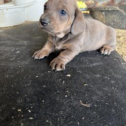 Nick Wilde - Gray (blue) and tan male Dachshund puppy in Pearce, Arizona from Katy West Weenies