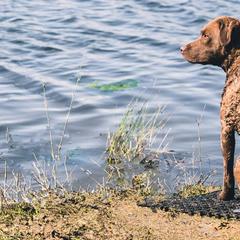 Chesapeake Bay Retrievers from Sleepy Hollow Chesapeakes