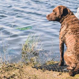 Chesapeake Bay Retrievers from Sleepy Hollow Chesapeakes