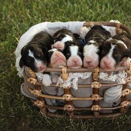 Bernedoodle Puppies from Country Creek Doodles