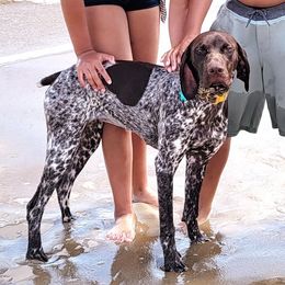 Kimber - German Shorthaired Pointer