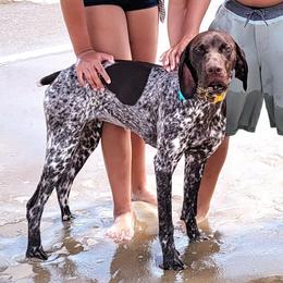 Kimber - German Shorthaired Pointer