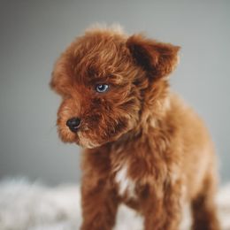 Benji - Apricot male Schnoodle puppy in Caldwell, Idaho from Boise Doodle Co.
