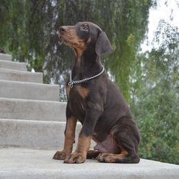 Doberman Pinscher Puppies from Obsidian Kennels