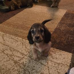 Beast - Black and tan male Dachshund puppy in Cottonwood, Arizona from Ohana Mini Dachs