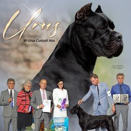Urus - Cane Corso