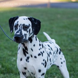 Dalmatians from SpotNmyHeart Dalmatians