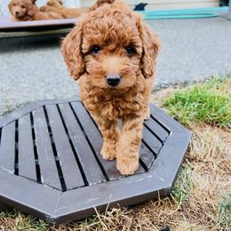 Goldendoodle Puppies from Amazing Grace Doodles