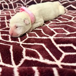 Light pink collar - Red female Cane Corso puppy in Snellville, Georgia from A Really Good Kennel