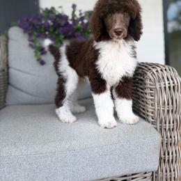 White Girl - Parti female Poodle puppy in Travelers Rest, South Carolina from Hampshire Hill’s Standard Poodles