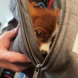 Cavalier King Charles Spaniel Puppies from Kimberlys Cavalier Palace