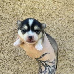 2 - Gray and white male Pomsky puppy in La Verne, California from Red Cedar Pomskies