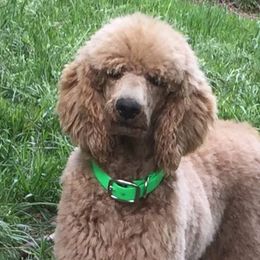 Goldendoodles and Poodles from Sugar Babies : The Gentle Doodles