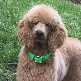 Goldendoodles and Poodles from Sugar Babies : The Gentle Doodles