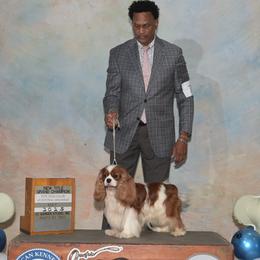 Cavalier King Charles Spaniels from Avion's Cavaliers