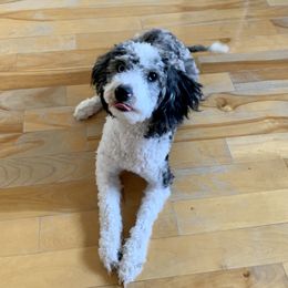 Abby - Aussiedoodle
