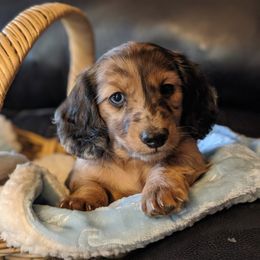 Dachshund and Karakachan Puppies from vom Treuen Wachter
