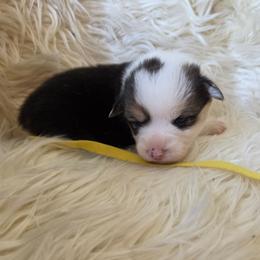Yellow Female - Black and tan female Pembroke Welsh Corgi puppy in Wayne City, Illinois from Lash Livestock & Corgis