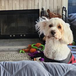 Goldendoodles from LuckyStarDoodle
